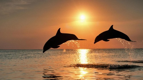 dolphins sunset.jpg (228 KB)